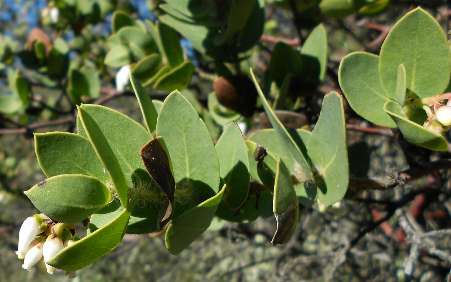 High Resolution Arctostaphylos refugioensis Leaf